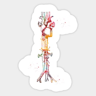 Aorta vein and heart Sticker